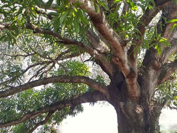 Low angle view of tree in forest