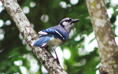 Low angle view of bird perching on tree