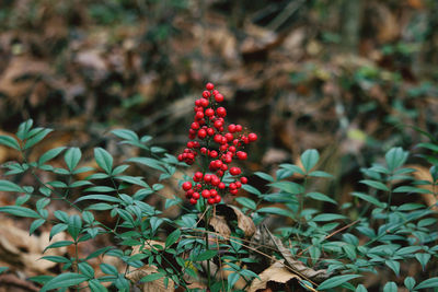 Close-up of red berries on plant in field