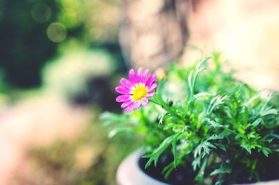 Close-up of pink flower blooming outdoors