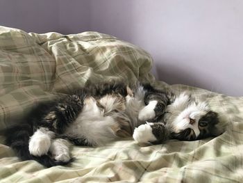 Cat sleeping on bed at home