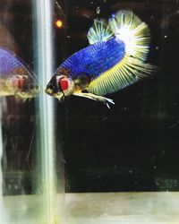 Close-up of fish swimming in aquarium