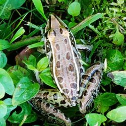 Close-up of lizard on plant in forest