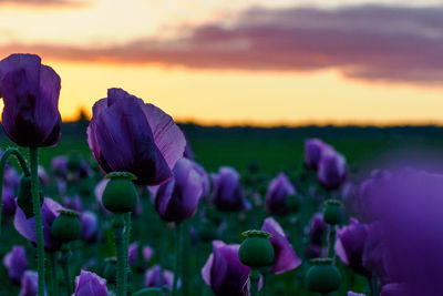 Close-up of purple flowering plants on field against sky during sunset