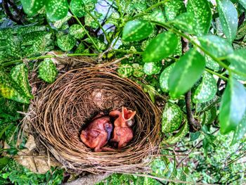 High angle view of bird in nest