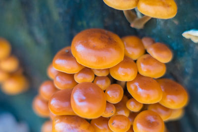 Close-up of oranges