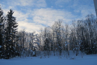 Plants on snow covered land against sky