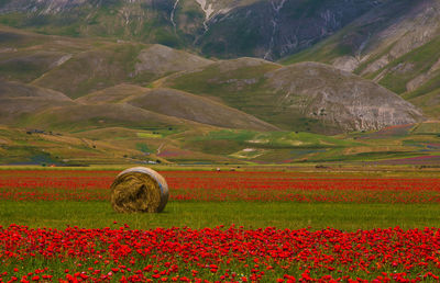 Scenic view of field against mountain