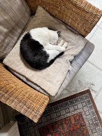 High angle view of cat sleeping on table