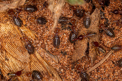 Close-up of insect