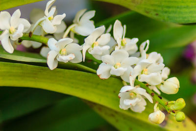 Close-up of white flowers blooming outdoors