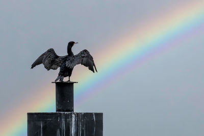 Cormorant on rusty bollard in front of rainbow