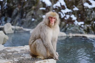 Monkey sitting outdoors