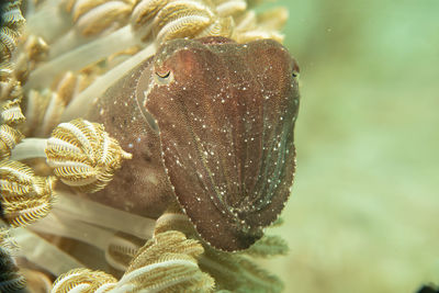 macro photography