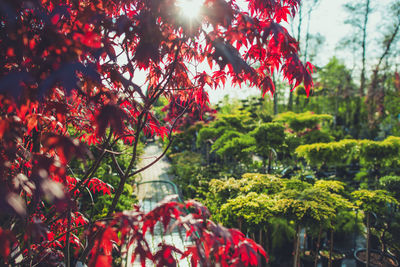 Close-up of red flowering plants against trees