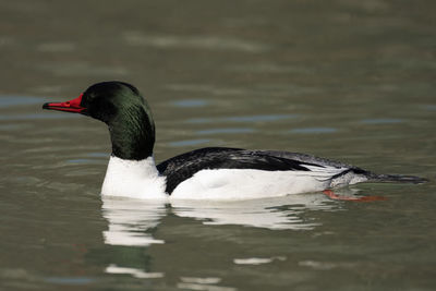 A common merganser floating peacefully on a pond.