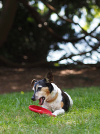 Dog running on field