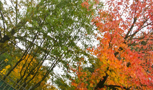 Low angle view of autumn tree