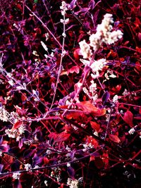 Close-up of pink flowers on tree