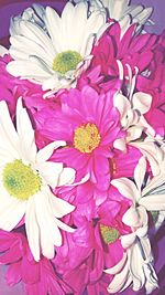 Close-up of pink flowers