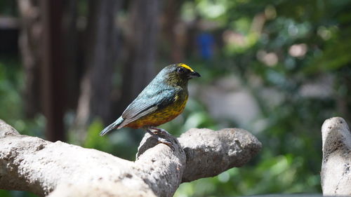 Close-up of bird perching outdoors