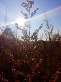 Close-up of fresh plants in field against bright sun