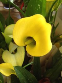 Close-up of yellow flower