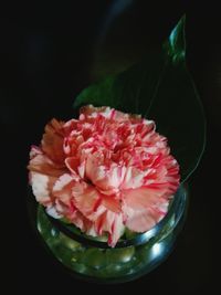 Macro shot of pink flowers