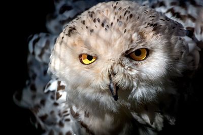 Close-up portrait of owl