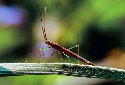 Close-up of insect on blade of grass