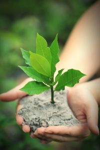Close-up of hand holding small plant