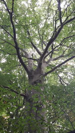 Low angle view of trees in forest