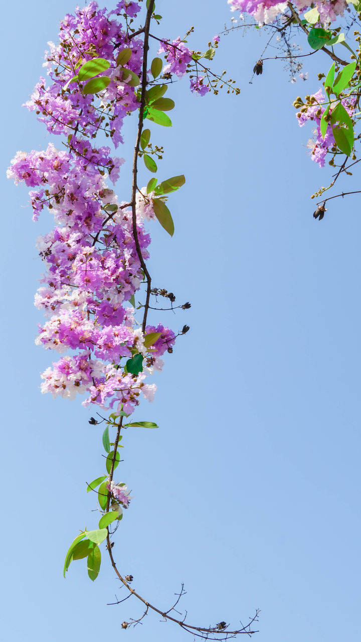 LOW ANGLE VIEW OF CHERRY BLOSSOM AGAINST CLEAR SKY