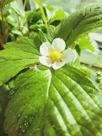 Close-up of white flowers