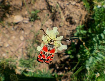 Close-up of butterfly pollinating flower