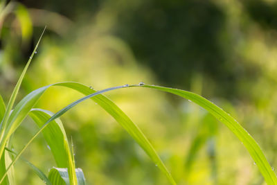 Close-up of dew on grass