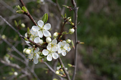 Close-up of white flowering plant