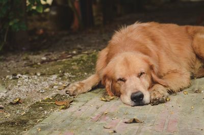Close-up of golden retriever resting on footpath