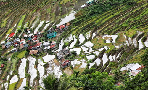 High angle view of trees growing on field