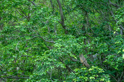Full frame shot of trees in forest
