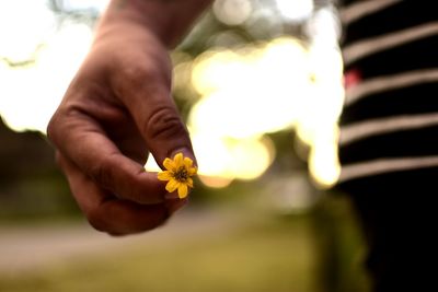 Close-up of hand holding yellow flower