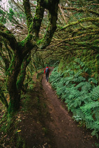 Woman walking through laurel fairytale forest on tenerife, spain