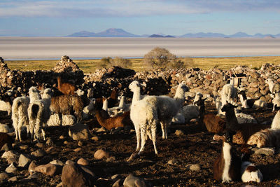 Sheep on landscape against sky