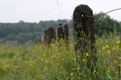 Low angle view of trees on field against sky