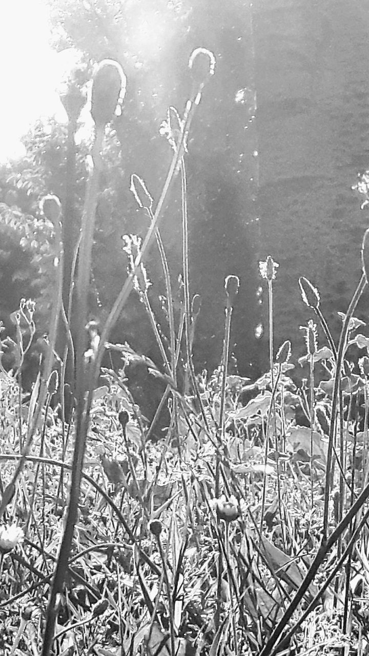 plant, growth, nature, water, day, no people, tranquility, beauty in nature, lake, outdoors, sunlight, land, grass, plant stem, field, close-up, tranquil scene, flower, focus on foreground