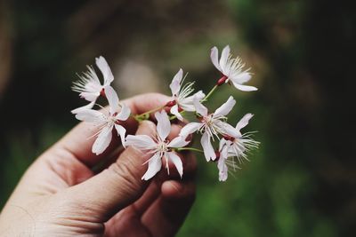 Cropped hand of woman holding flowers