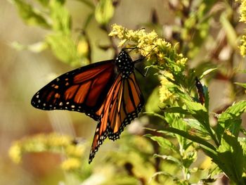 Close-up of butterfly pollinating on flower