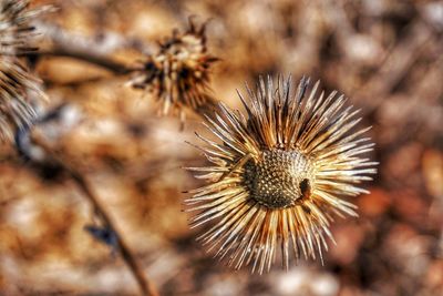 Close-up of wilted thistle