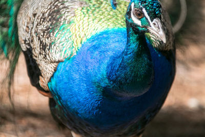 Close-up of peacock