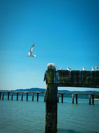 Seagull flying over sea against clear blue sky